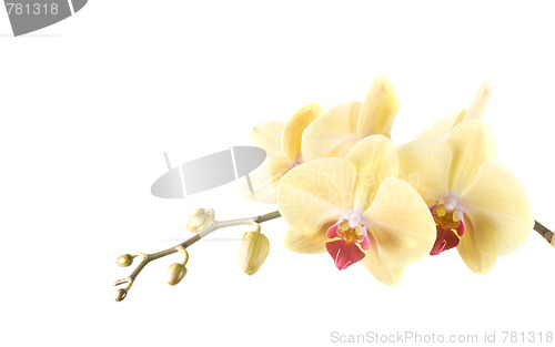 Image of orchid