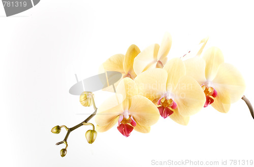 Image of orchid