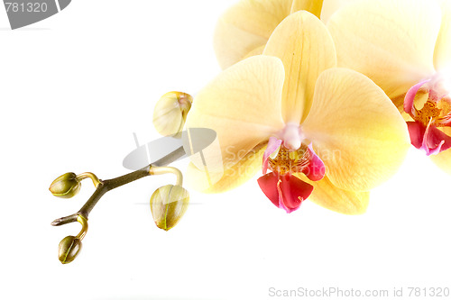 Image of orchid