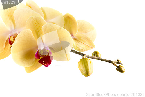 Image of orchid