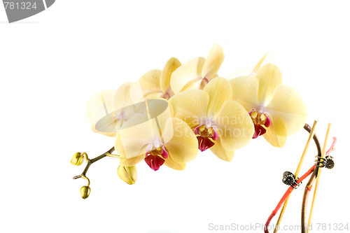 Image of orchid