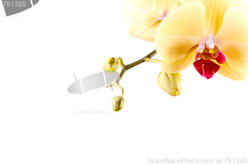 Image of orchid