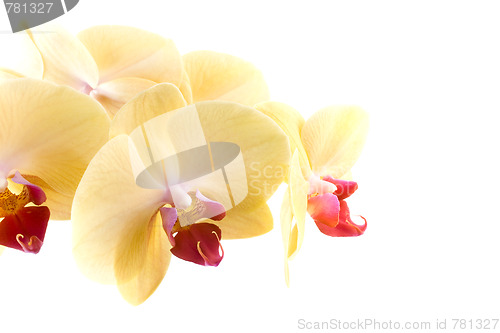 Image of orchid