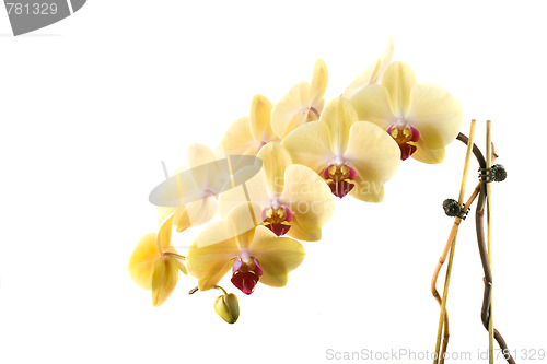 Image of orchid