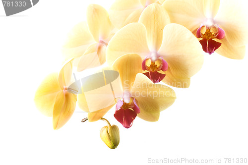 Image of orchid