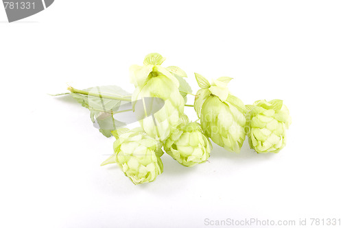 Image of hop