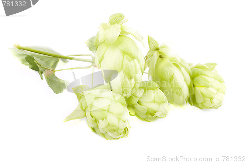 Image of hop