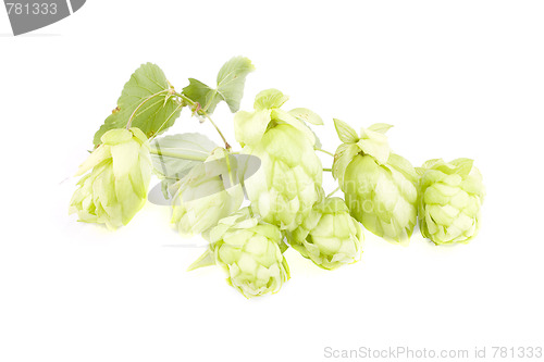 Image of hop