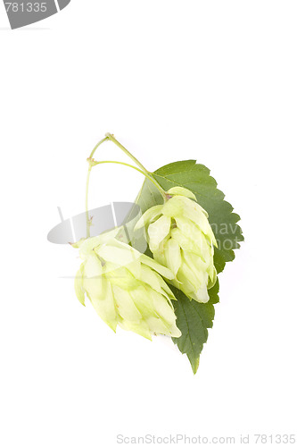 Image of hop