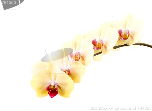 Image of orchid