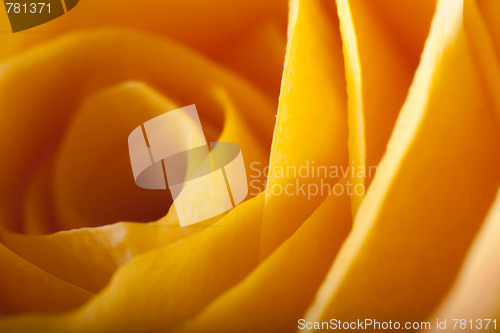 Image of ROSE BACKGROUND