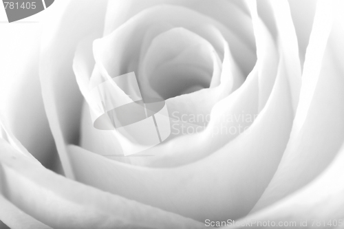 Image of ROSE BACKGROUND