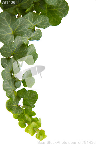 Image of Ivy