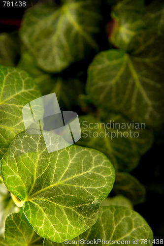 Image of Ivy