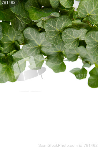 Image of Ivy