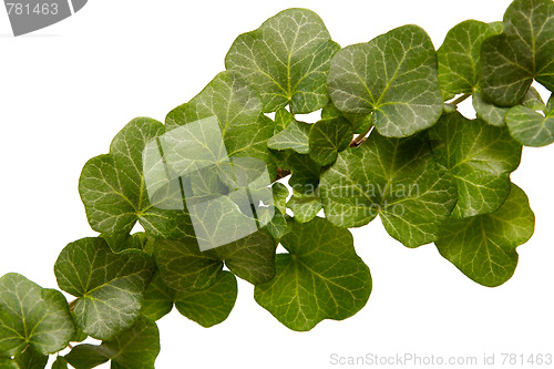 Image of Ivy