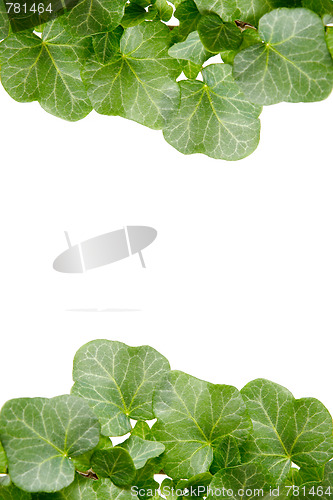 Image of Ivy