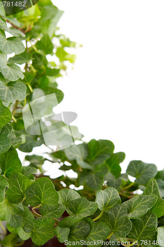 Image of Ivy