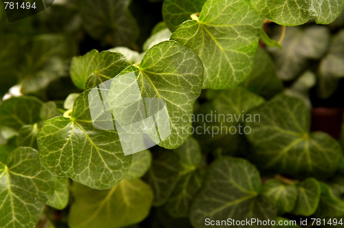 Image of Ivy