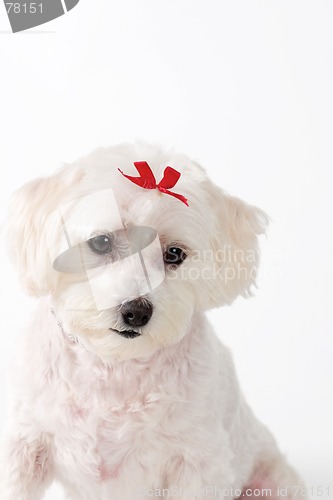Image of Sad Puppy