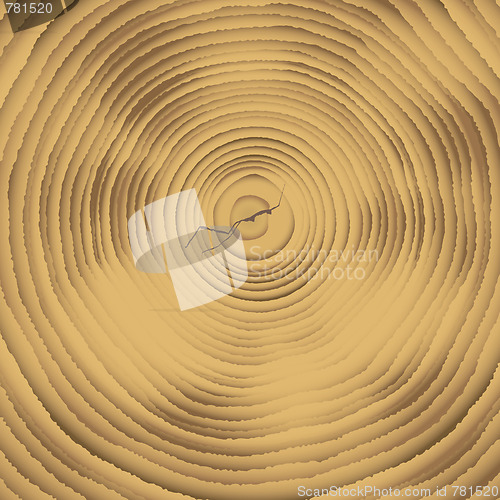 Image of wood cross section