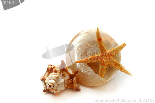 Image of Sea shells