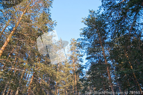 Image of coniferous forest