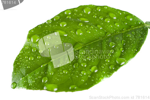 Image of Green leave