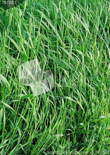 Image of grass