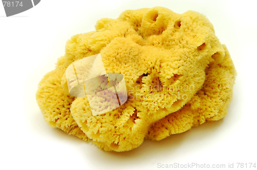 Image of Natural sponge