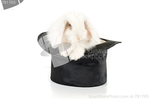 Image of rabbit and black hat 