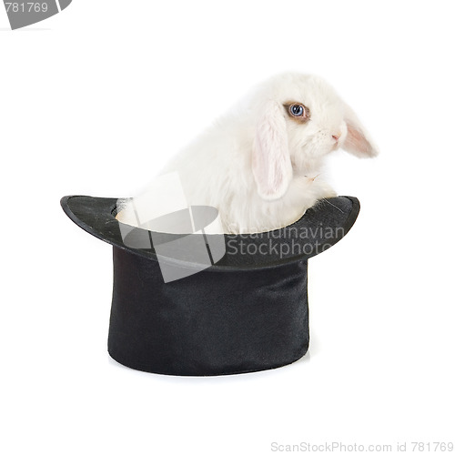 Image of rabbit at black hat