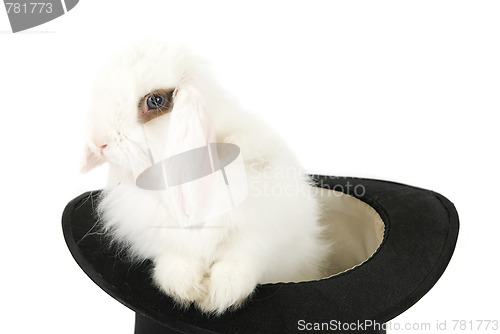 Image of rabbit in black hat 