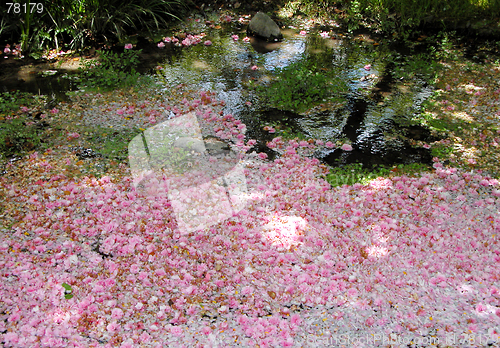 Image of Spring Beauty In A Puddle