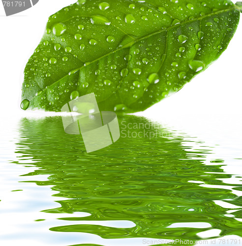 Image of green leave