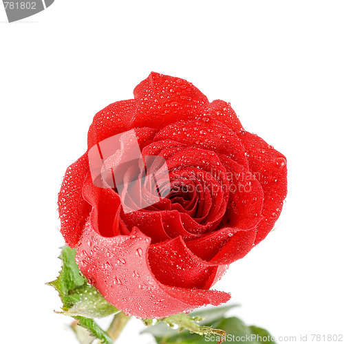 Image of red rose closeup