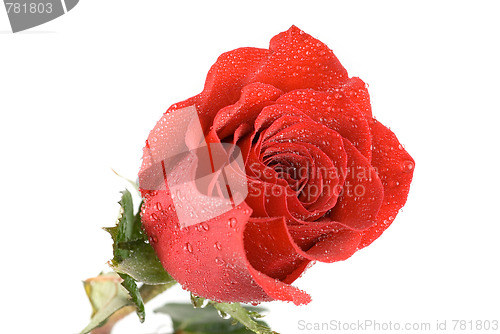 Image of red rose closeup