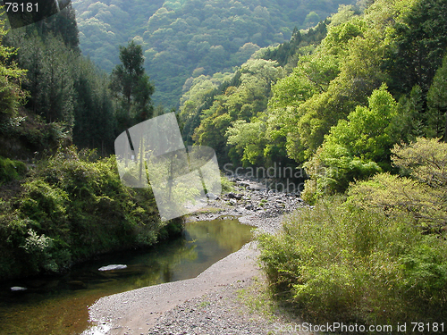 Image of River In The Forest