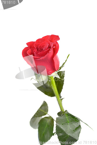 Image of red rose