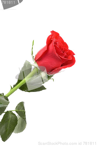 Image of red rose flower