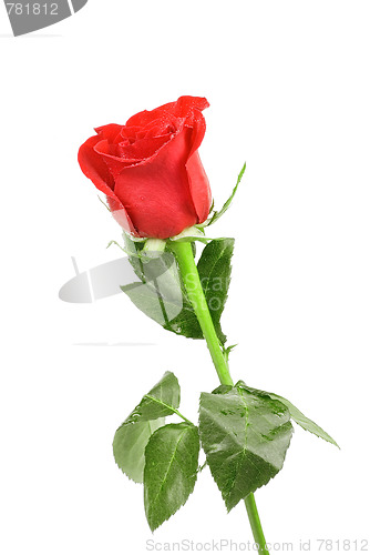Image of red rose