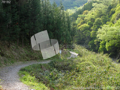 Image of Hiking In The Forest
