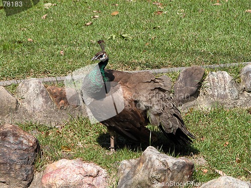 Image of Peacock
