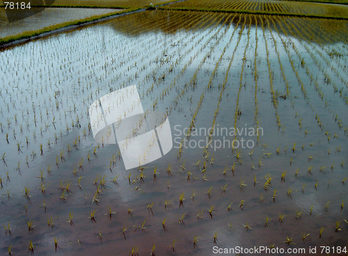 Image of Rice Field