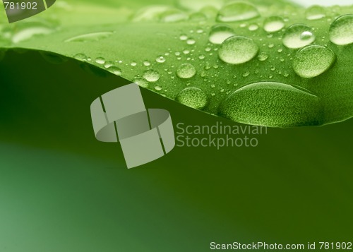 Image of Plantleaf