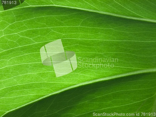 Image of Plantleaf