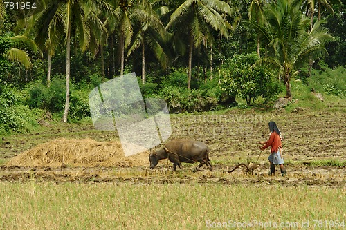 Image of Asian primitive farming