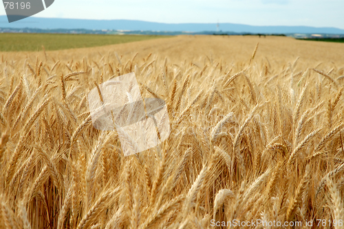 Image of Wheat field