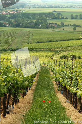 Image of Vineyard. Germany