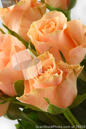 Image of Pink roses